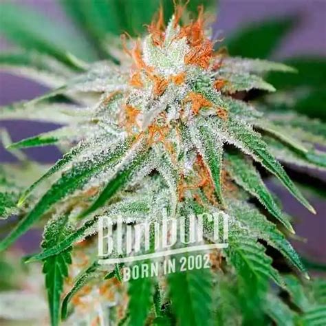 red hair sensimilla strain seeds|Buy Mexican Red Hair Auto Seeds Online 